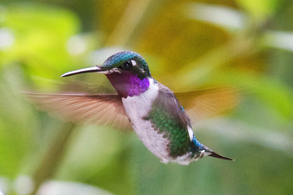 Colibrí con plumaje morado y verde en vuelo