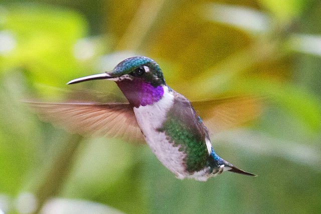 Colibrí con plumaje morado y verde en vuelo
