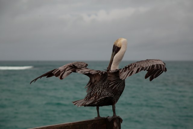 Pelícano estirando sus alas en la costa ecuatoriana