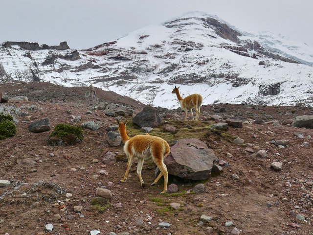 Vicuñas en las alturas del Chimborazo
