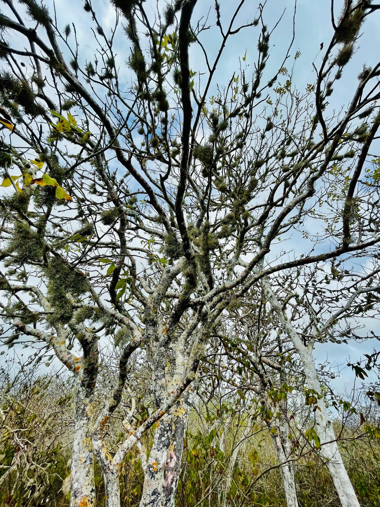 Vegetación árida de Galápagos