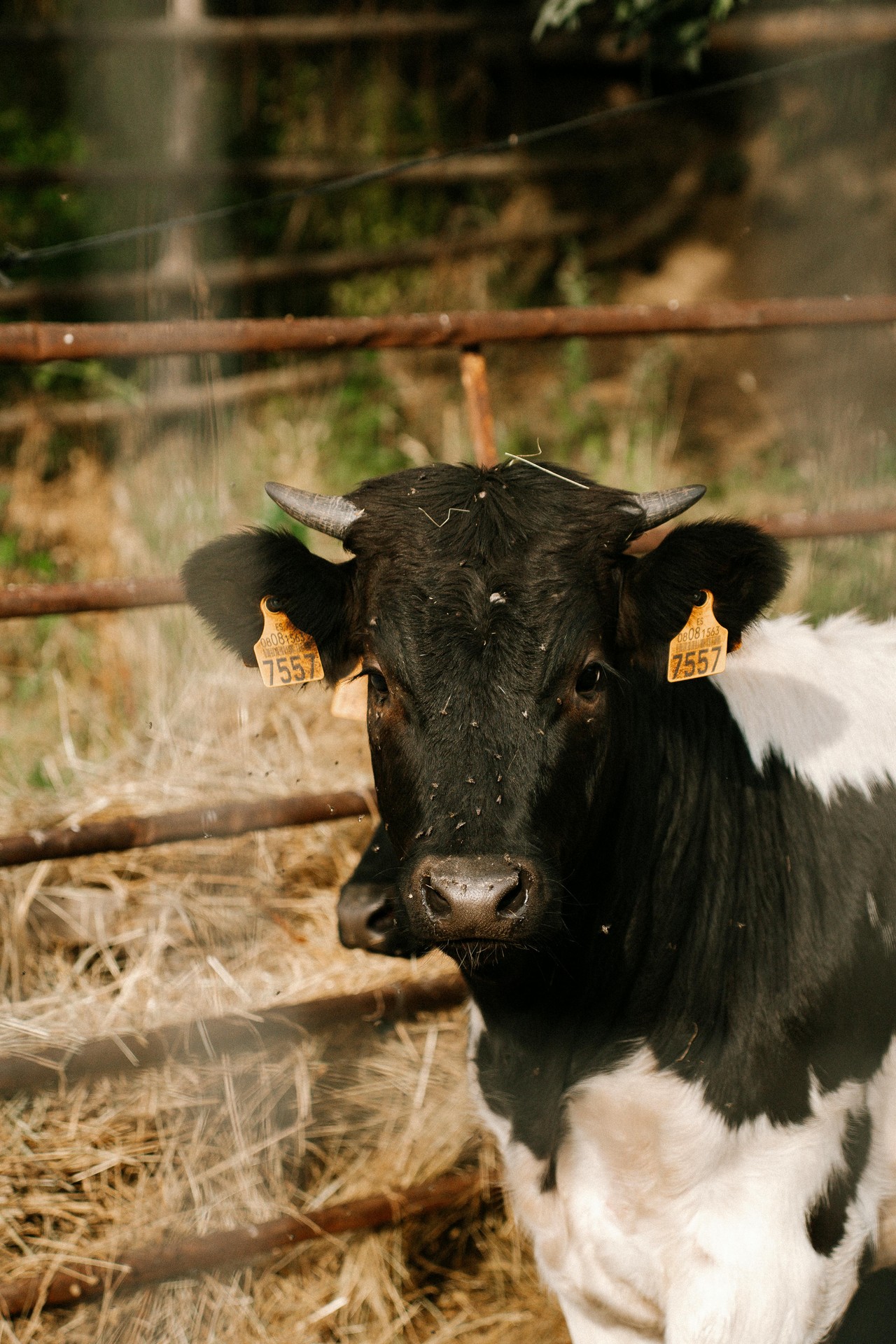 Vaca en corral de granja ecuatoriana