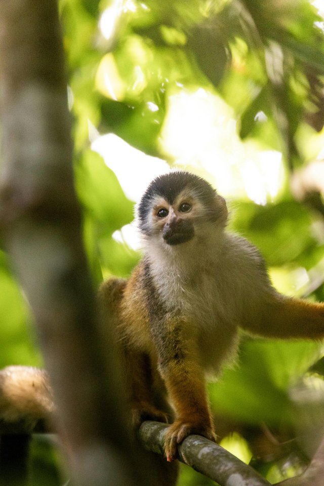 Macaco de la Amazonía ecuatoriana en su hábitat natural