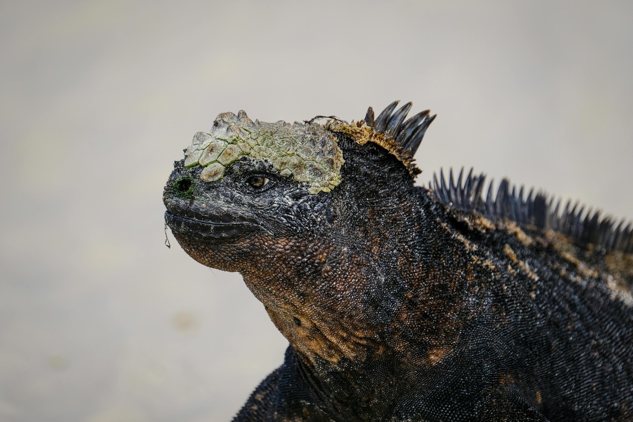 Iguana marina negra de Galápagos en primer plano