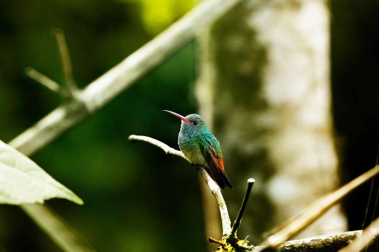 Colibrí posado en rama del bosque ecuatoriano