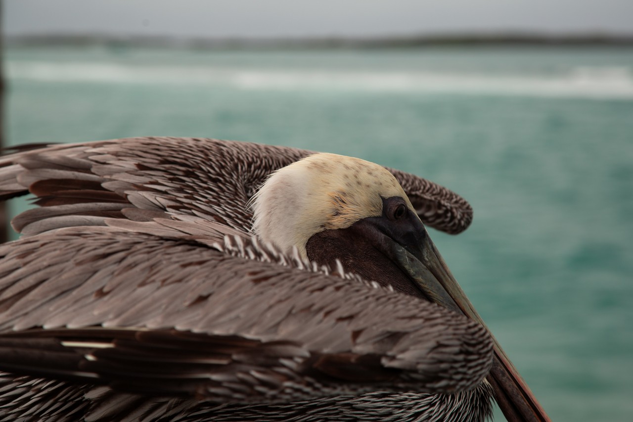 Pelícano descansa en la costa marina ecuatoriana
