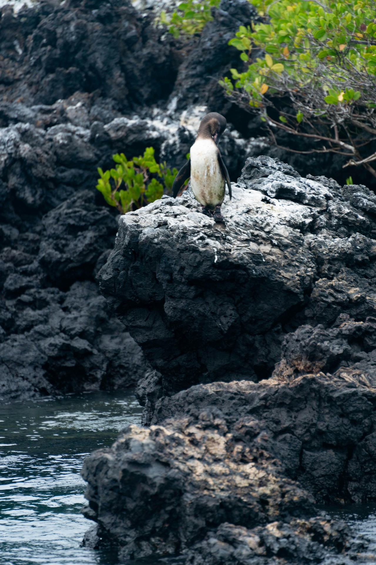 Gaviota en rocas volcánicas de Galápagos