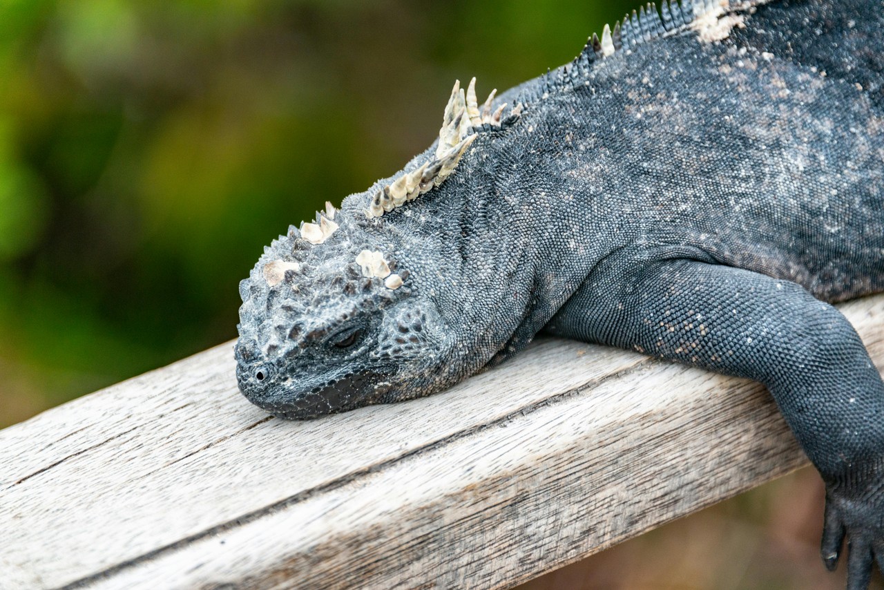 Iguana marina en su hábitat natural, Galápagos