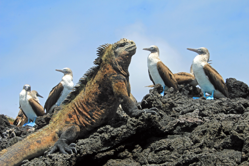 Iguana marina de Galápagos con pájaros boobies azules