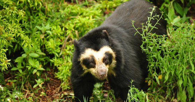Oso de anteojos en hábitat natural de Ecuador
