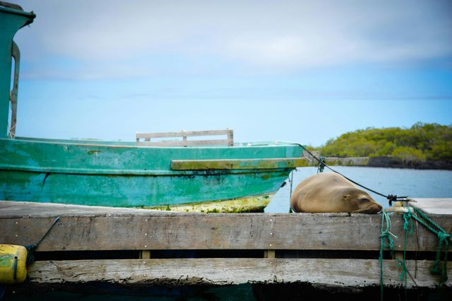 Embarcación verde amarrada en muelle de madera en Galápagos