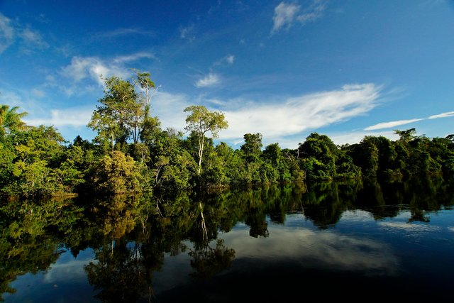 Selva amazónica ecuatoriana reflejada en río