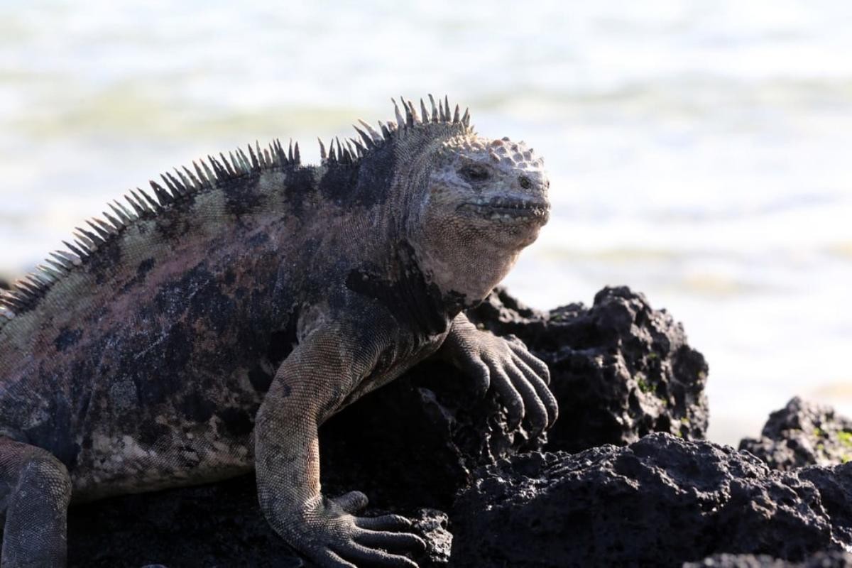 Iguana marina descansa en roca de Galápagos