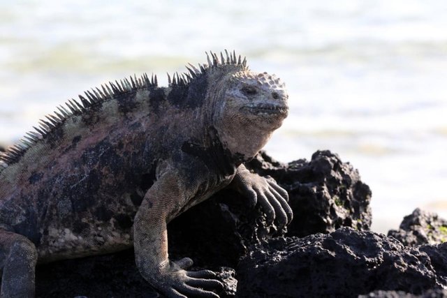 Iguana marina descansa en roca de Galápagos