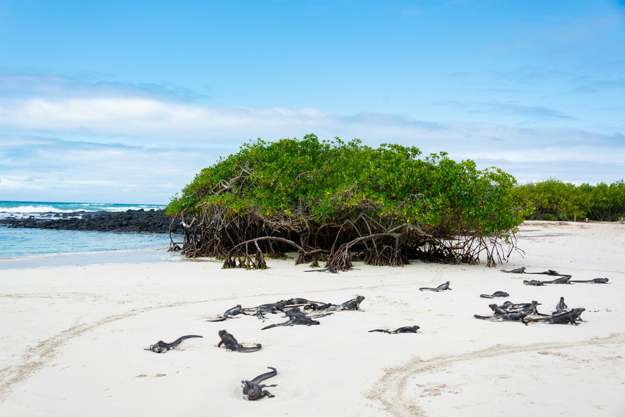 Iguanas marinas en las playas de Galápagos