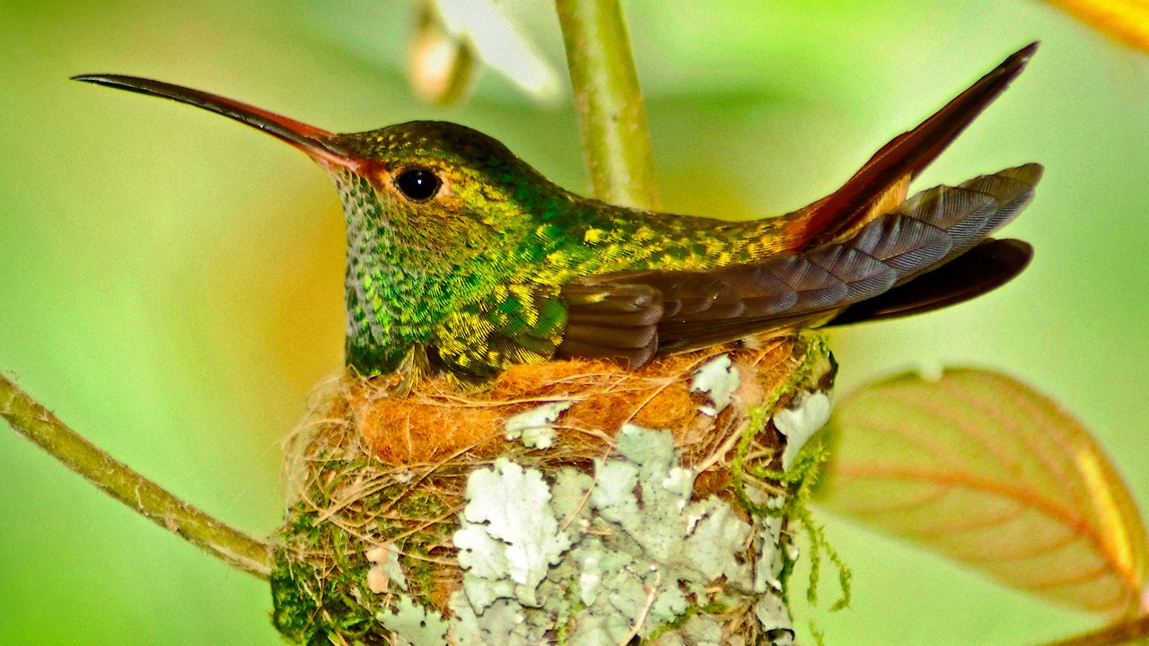 Colibrí en su nido: la biodiversidad de Ecuador