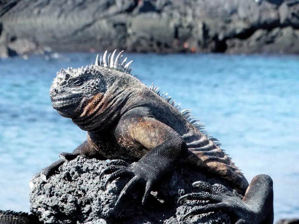 Iguana marina en las Galápagos