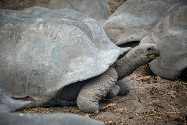 Tortuga gigante de Galápagos en su hábitat natural