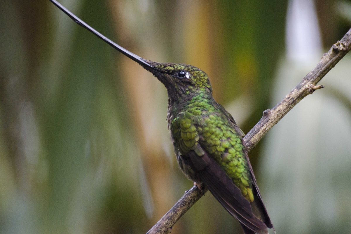 Colibrí en rama: joya de la biodiversidad ecuatoriana