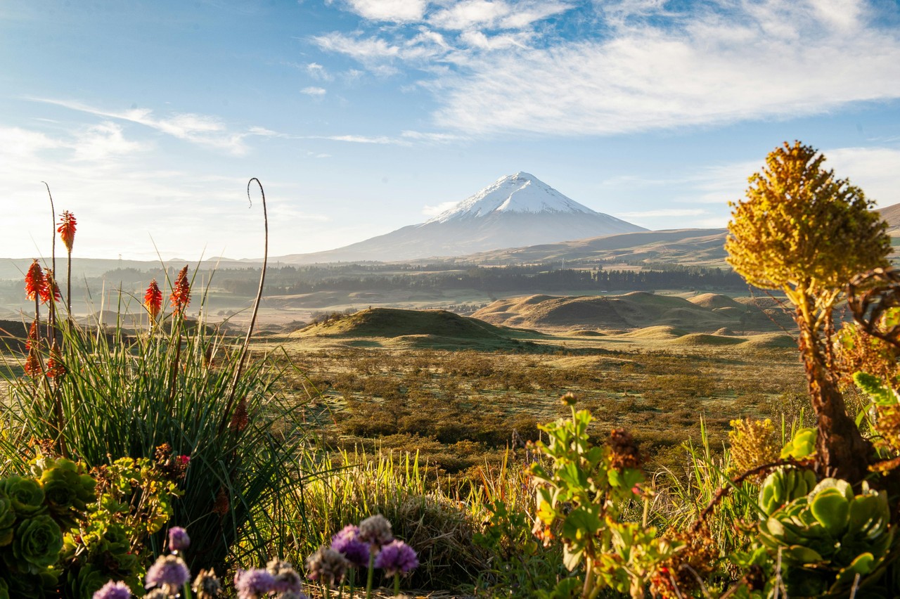 Volcán Cotopaxi al atardecer con flora andina en primer plano