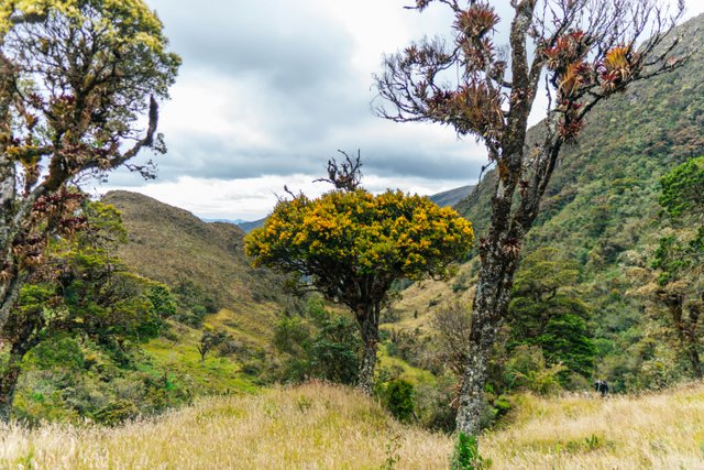Paisaje de los Andes ecuatorianos con árbol singular en valle montañoso