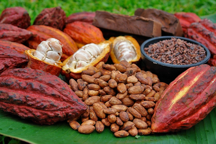 Cacao ecuatoriano: grano de oro de la agricultura nacional