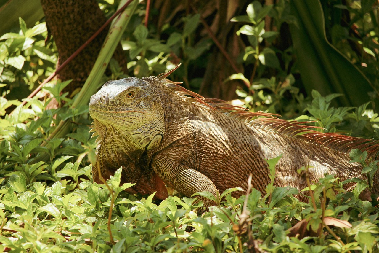 Iguana marina de Galápagos en su hábitat natural