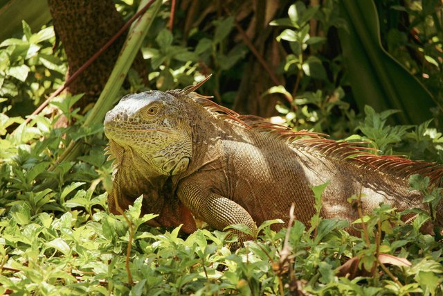 Iguana marina de Galápagos en su hábitat natural