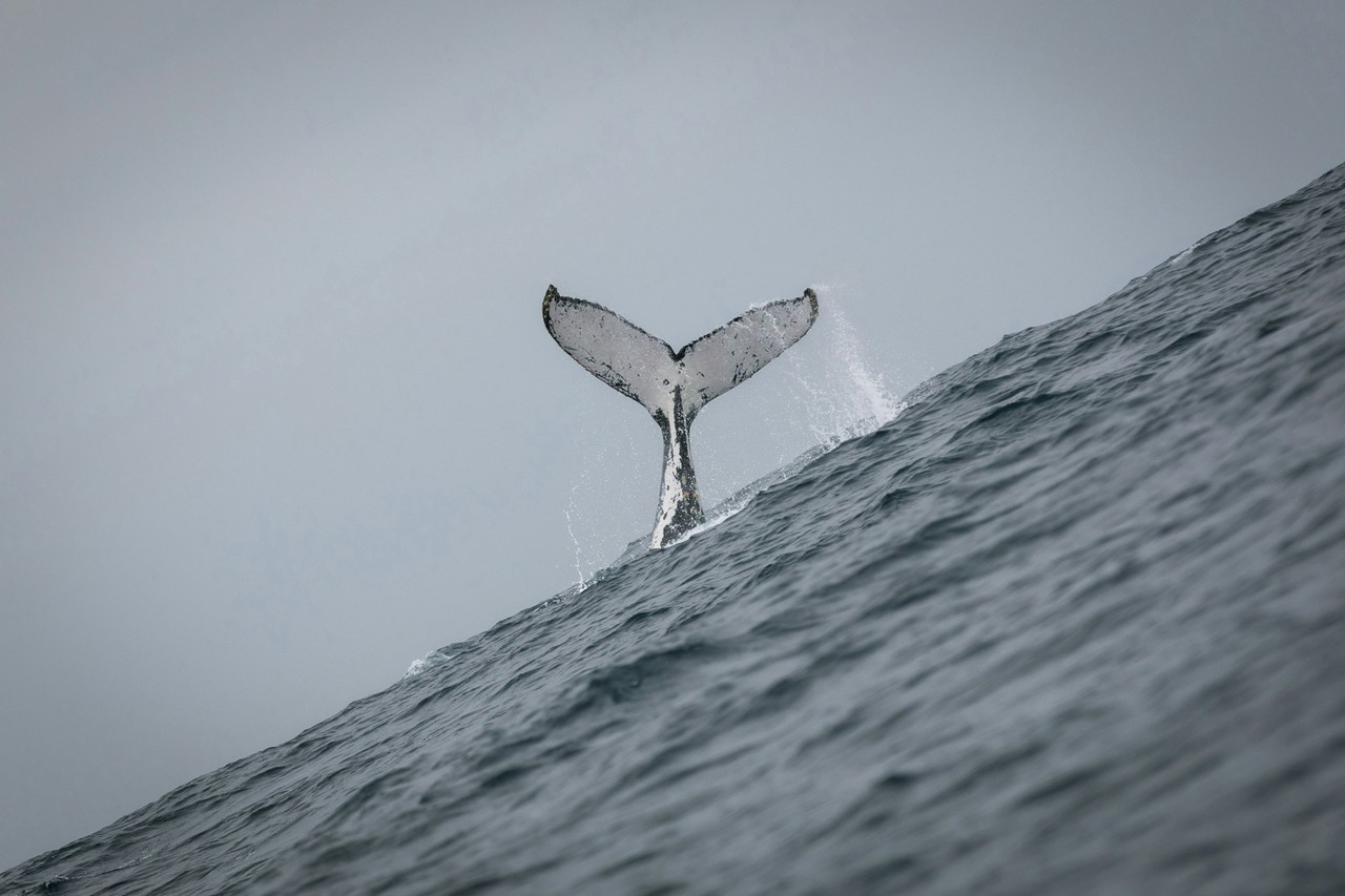 Ballena jorobada avistada en aguas de Ecuador