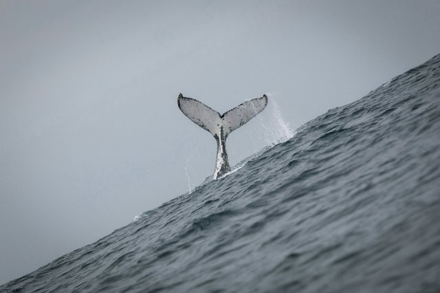 Ballena jorobada avistada en aguas de Ecuador