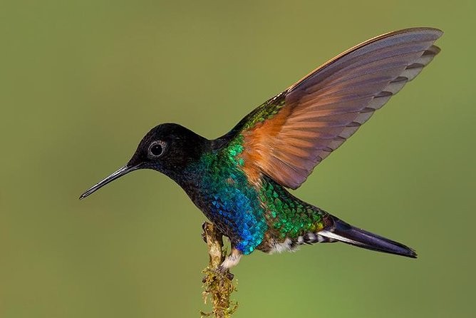 Colibrí ecuatoriano en vuelo