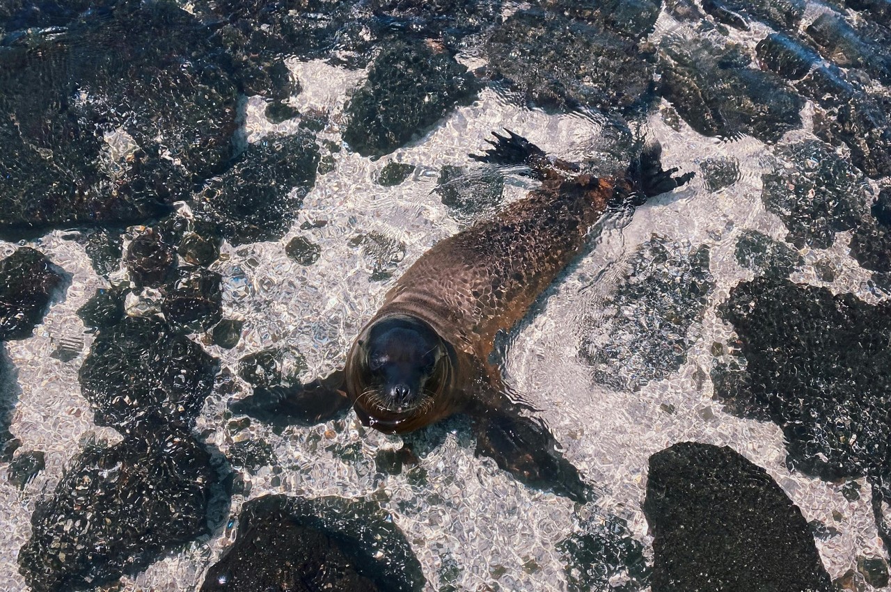 León marino en las olas de la costa ecuatoriana