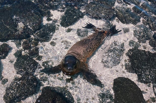 León marino en las olas de la costa ecuatoriana