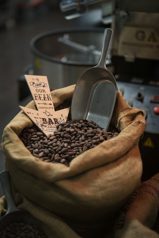 Granos de cacao en saco de arpillera