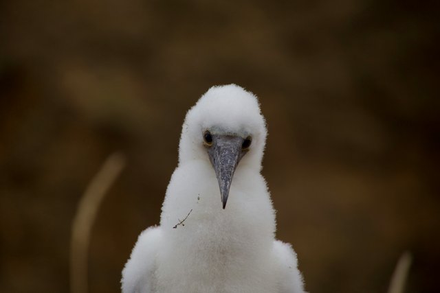 Pájaro bobo de patas azules en Galápagos