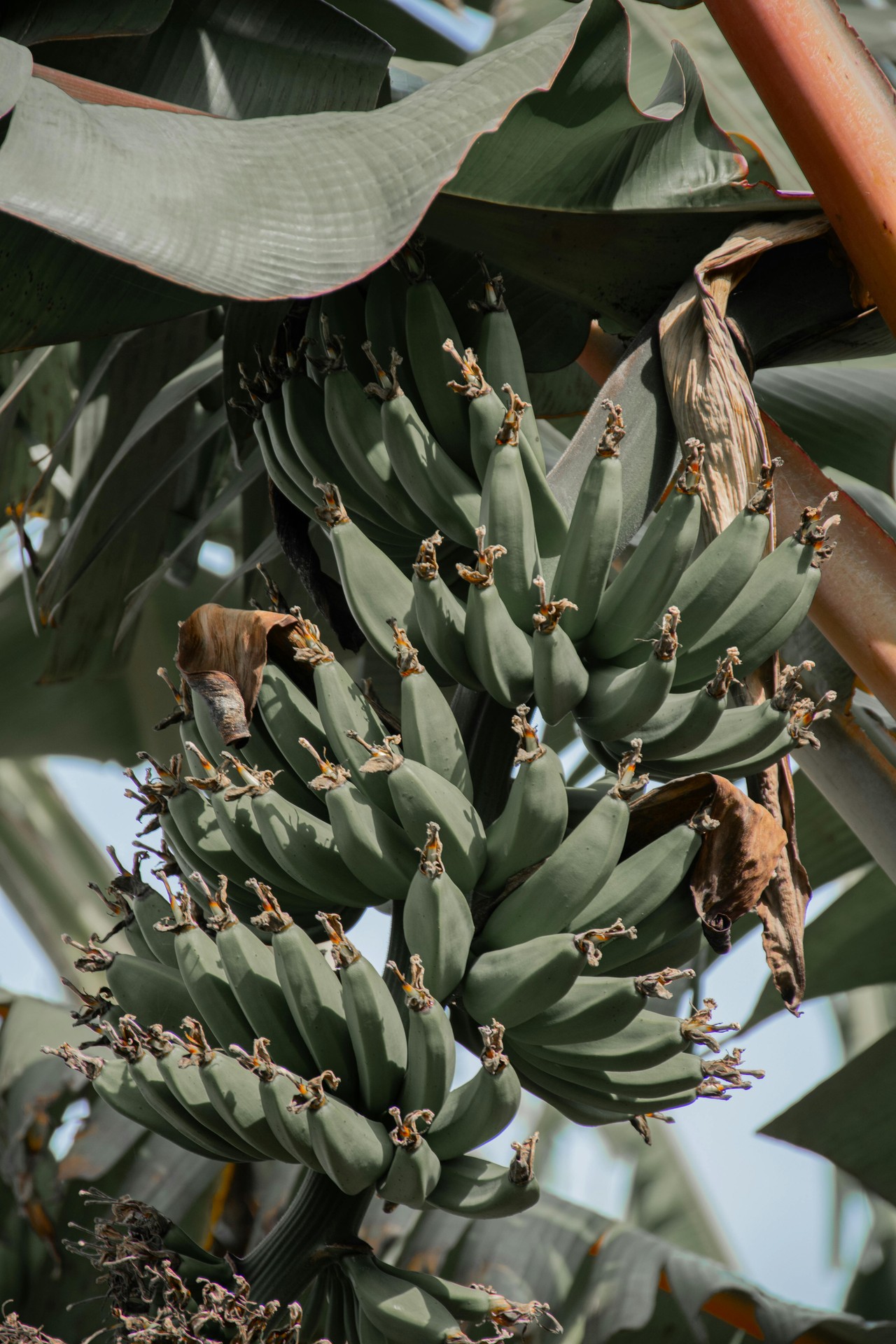 Cultivo de plátano en plantación ecuatoriana