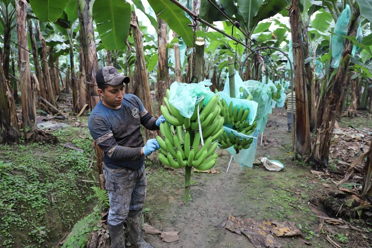 Trabajador cosechando bananos en plantación ecuatoriana