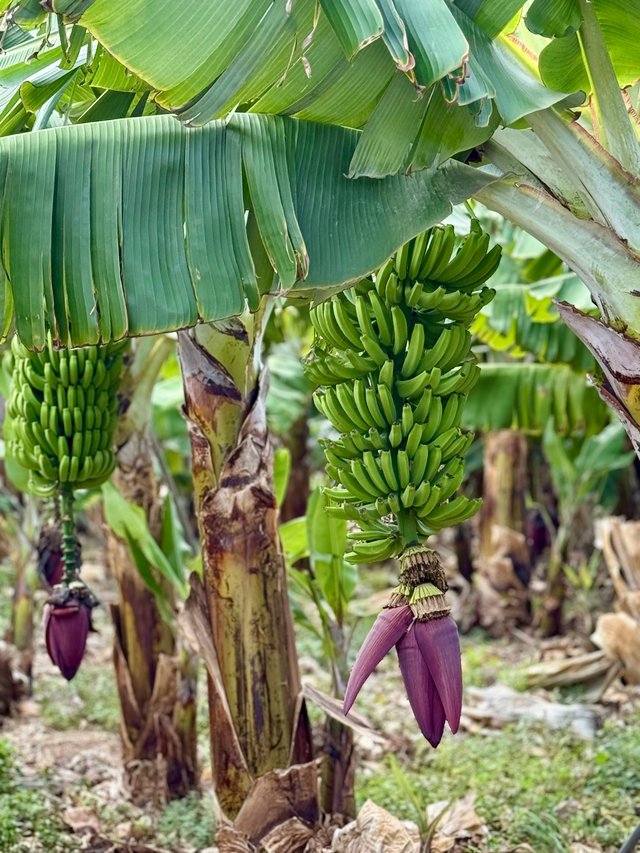 Plantación de plátanos en Ecuador con flores y vegetación exuberante