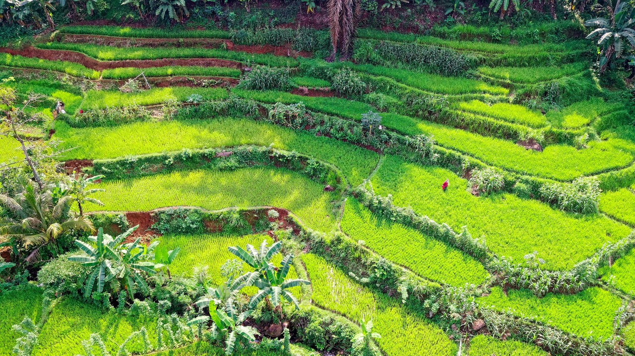 Agricultura en terrazas en región andina ecuatoriana