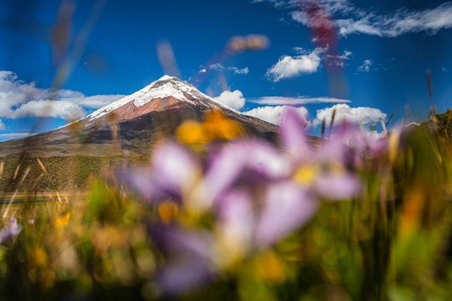 Volcán nevado rodeado de flores silvestres en los Andes ecuatorianos