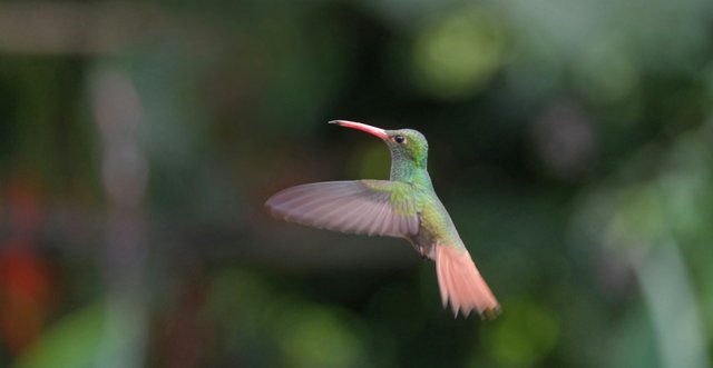 Colibrí en vuelo capturado en Ecuador