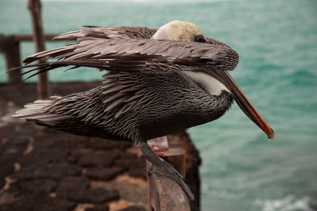Pelícano en reposo sobre estructura de madera en la costa ecuatoriana