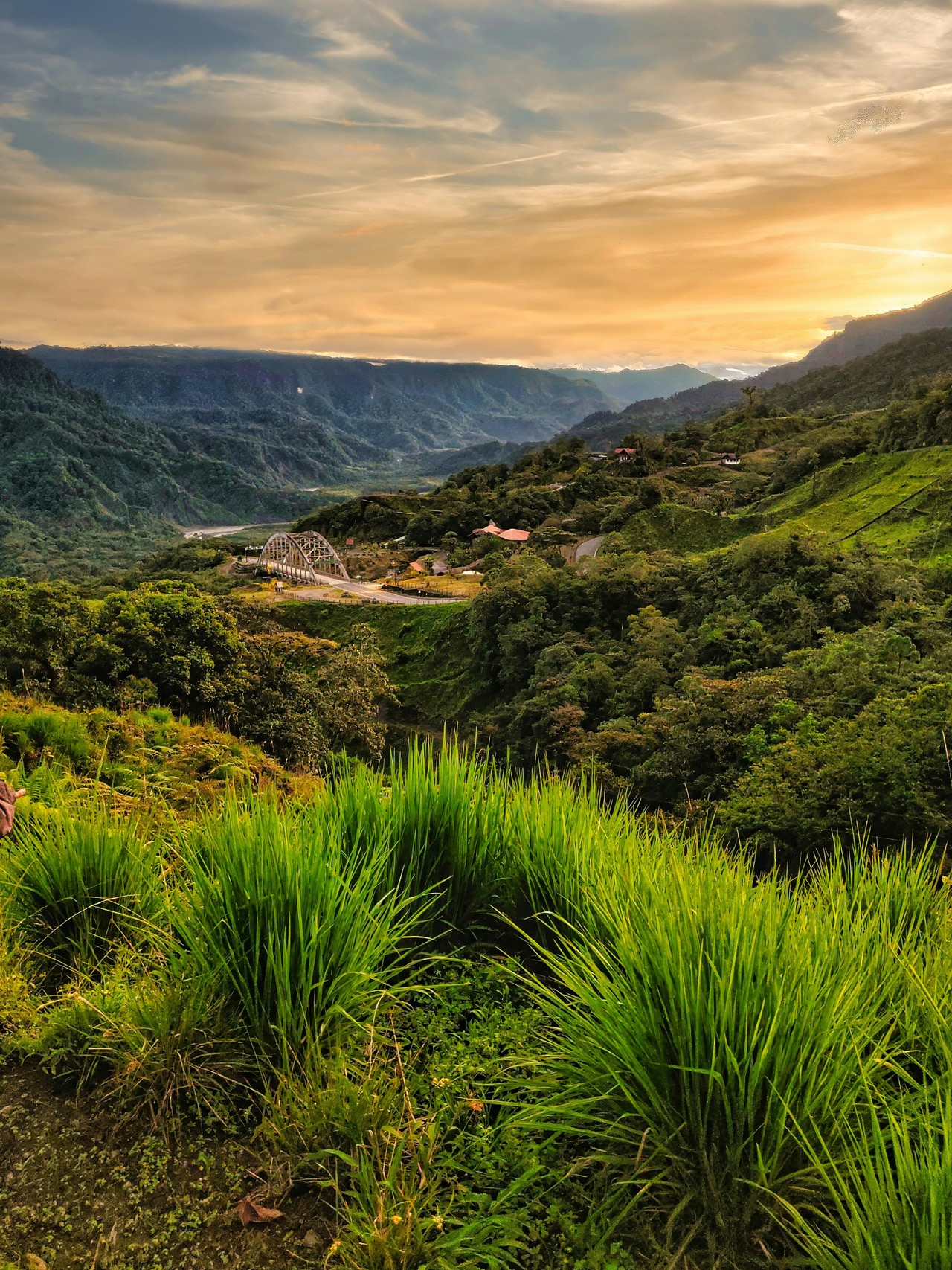 Bosques andinos de Ecuador con vegetación tropical exuberante