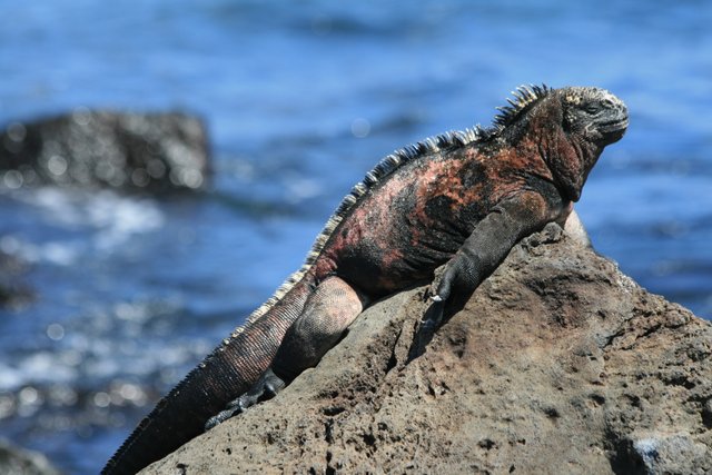 Iguana marina en las rocas de Galápagos