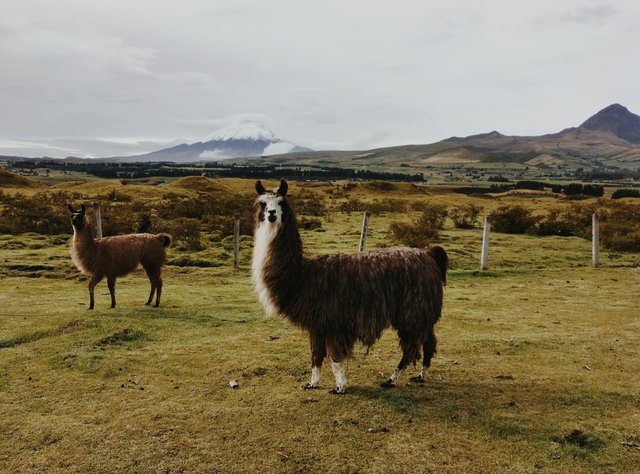 Llamas en los Andes ecuatorianos con volcán de fondo