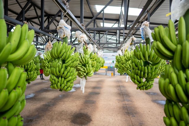 Instalación de procesamiento de banano en Ecuador