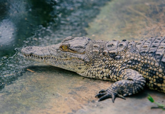 Iguana marina en su hábitat natural en Galápagos