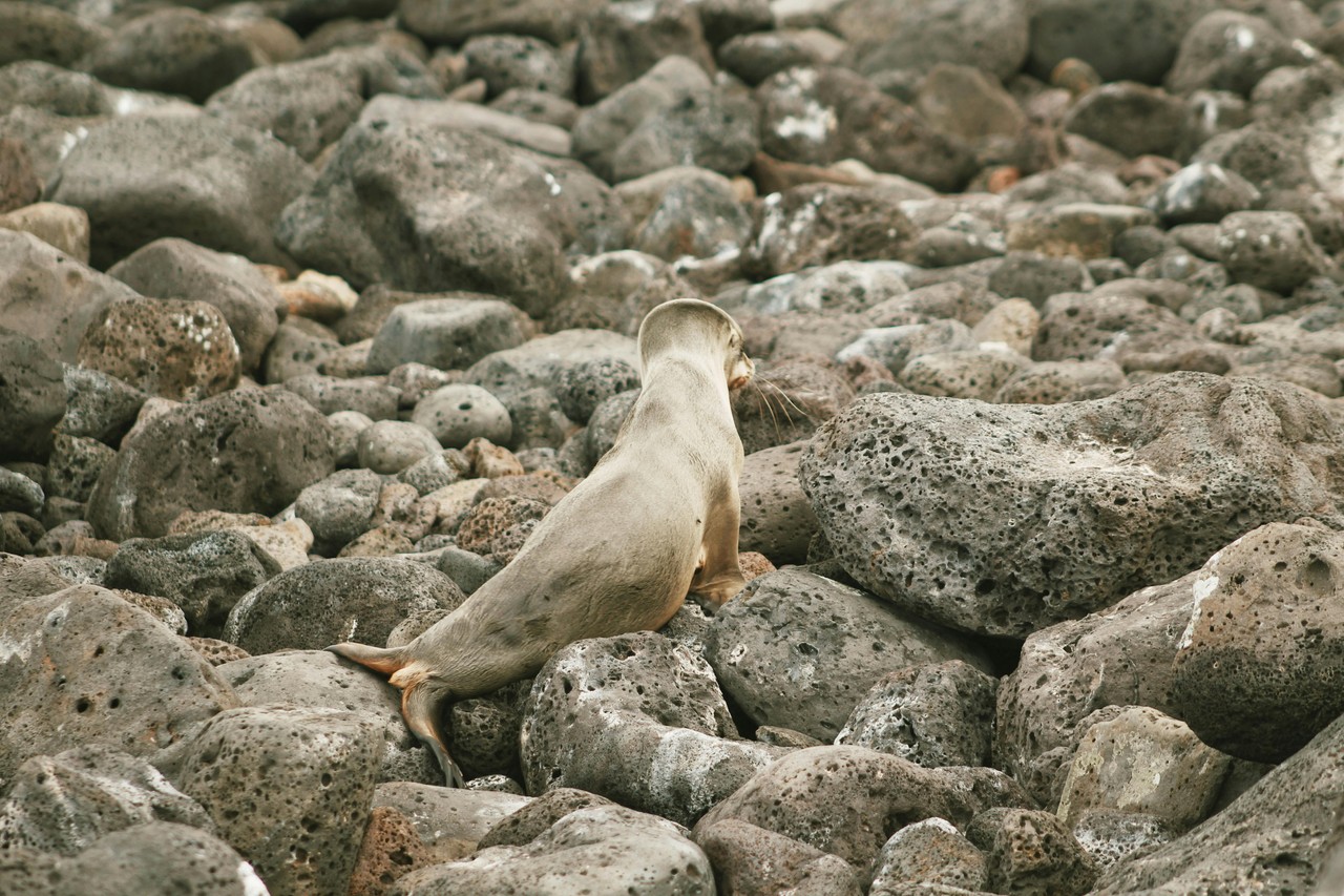 Iguana marina en rocas de Galápagos