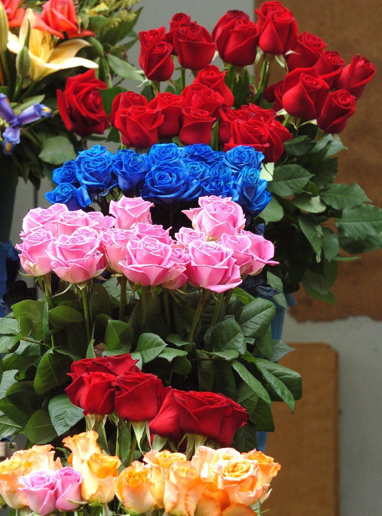 Rosas de exportación ecuatoriana en variados colores