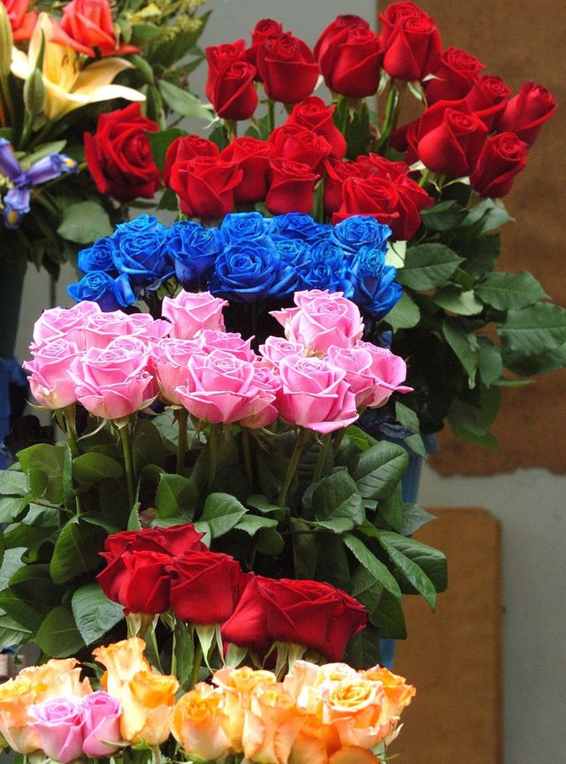 Rosas de exportación ecuatoriana en variados colores
